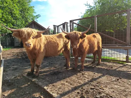 Zwei Hochlandrinder-Kalbinnen