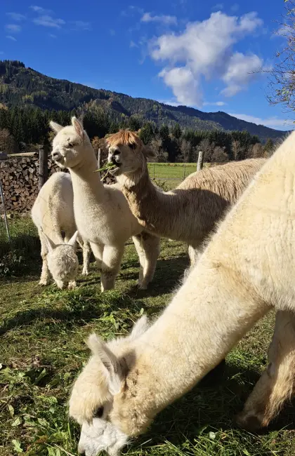 Alpakas, Suri und Huacaya