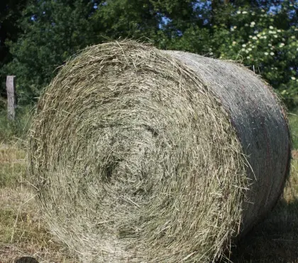 Heu
