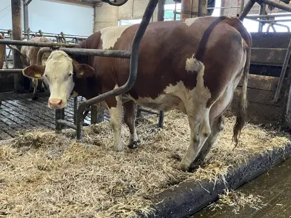 Großrahmige Kuh in Milch