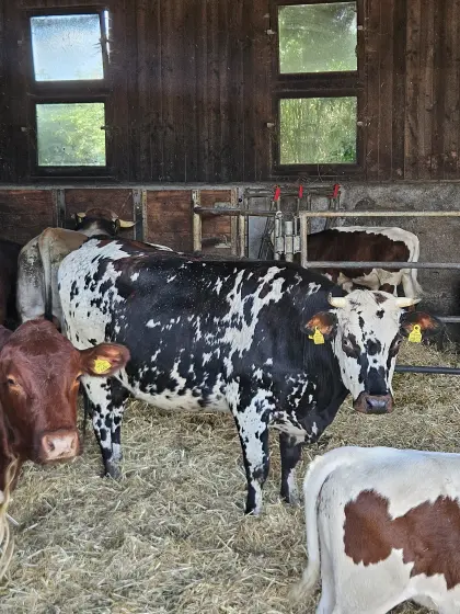 Verkaufe Normande Kalbin