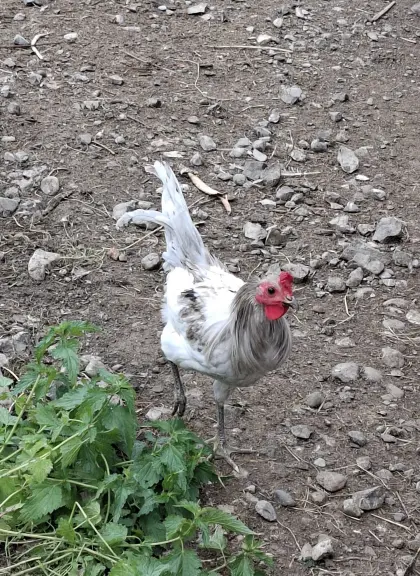 Kronenkammhahn