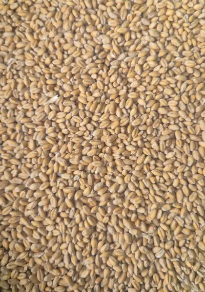 Bio-Futterweizen
