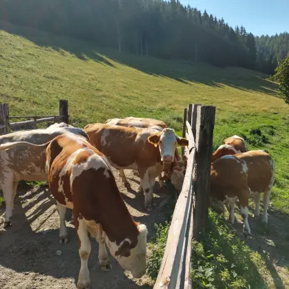 Fleckvieh-Kalbinnen trächtig