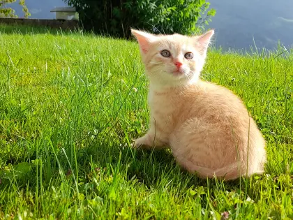 Schöne Katzenbabys