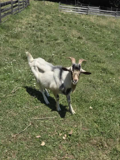 Ziegenbock-Mischling