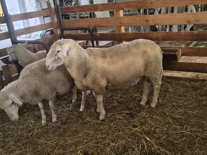 Merino Schafbock