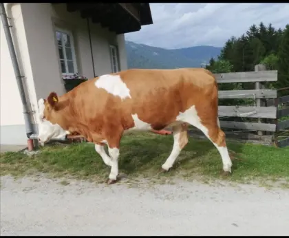 Schöne trächtige FV-Kalbin zu verkaufen