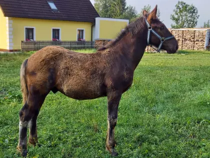 Edelstein Nero XVI, Noriker Hengst