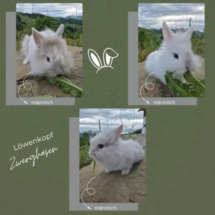 Zwerghasen Löwenkopf