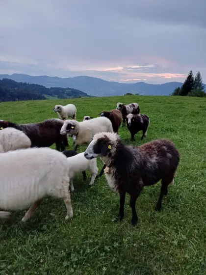 Montafoner Steinschafe zu verkaufen