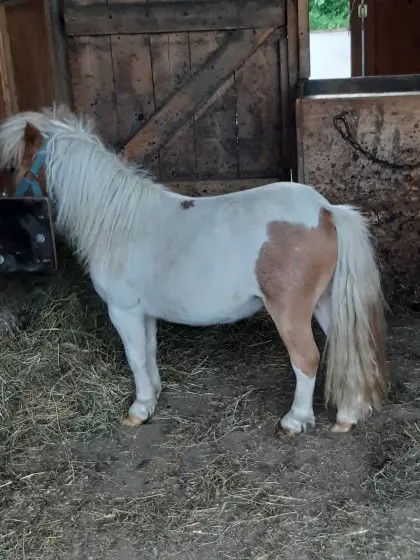 Shetland-Pony
