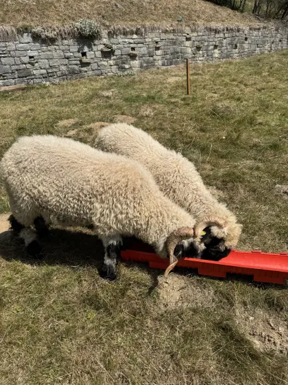 Walliser Schwarznasen-Widder