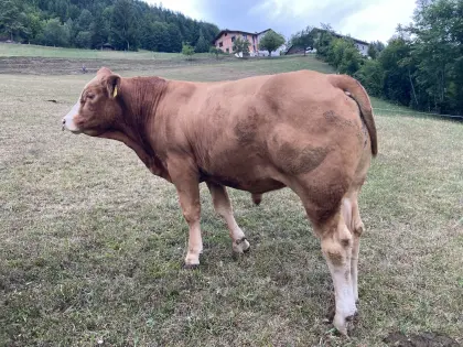 Bio-Limousin-Stier, hornlos