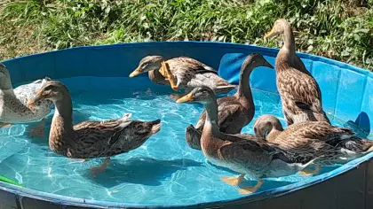 Junge Laufenten zum Abgeben, 3 Enten, 2 Erpel