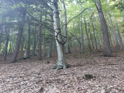 Wald