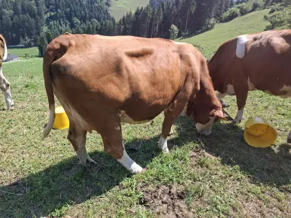 FV Kuh für Mutterkuh trächtig