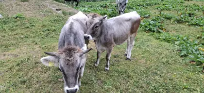 Tiroler Grauvieh, Jungkalbinnen