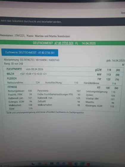 Sprungstier Deutschmeister