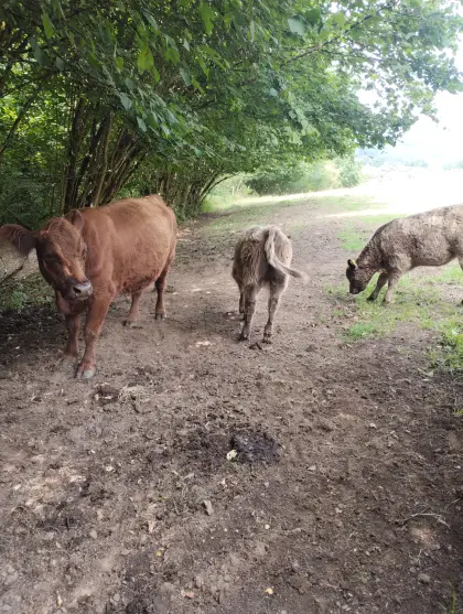 Galloways mit Kalb bei Fuß