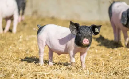 Verkaufe reinrassiges schwäbisch-hällisches Eberferkel