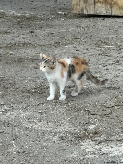 Babykatzen