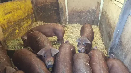 Duroc-Ferkel zu verkaufen