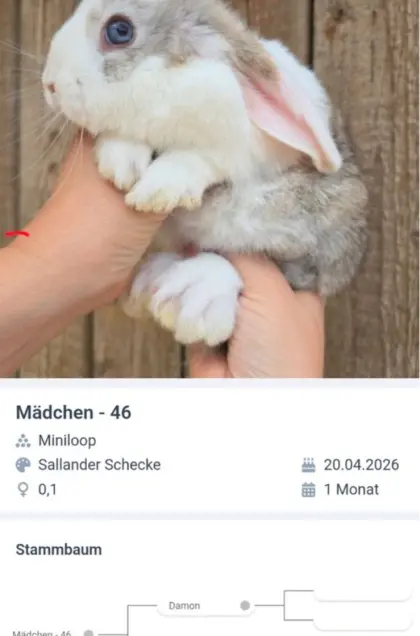Hasen