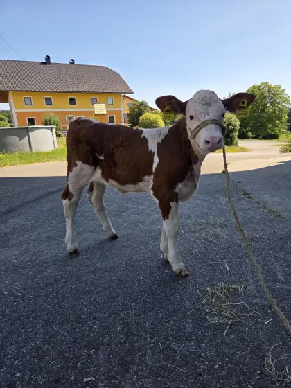 Fleckvieh Kuhkalb