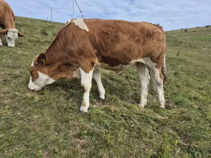 Bio Fleckvieh Ochsen