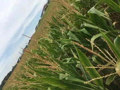 Bio-Silomais ab Feld