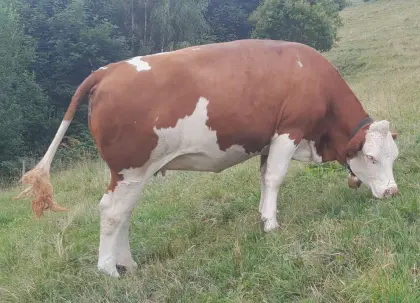 Verkaufe trächtige Fleckviehkalbin