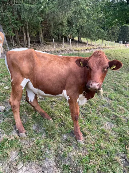 Pinzgauer, Holstein Kalbin