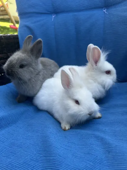 Kaninchen