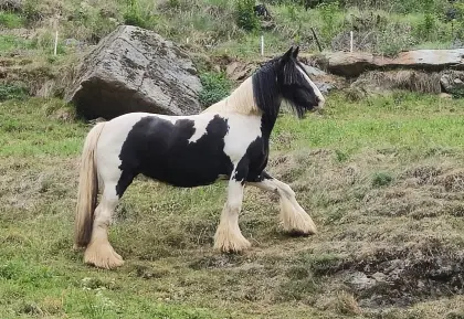 Tinker und Ponymix