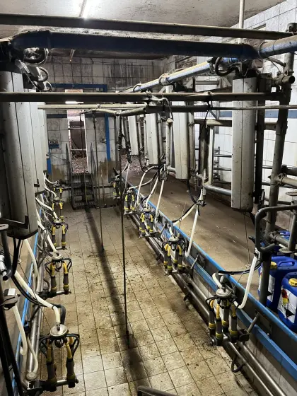 DeLaval Melkstand Fischgrät, doppel 5