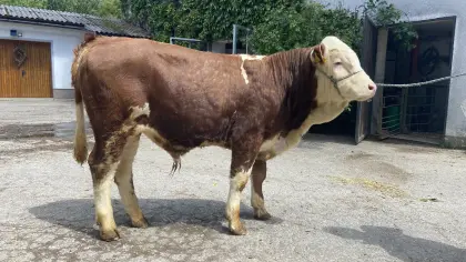 Zuchtstier Bio hornlos