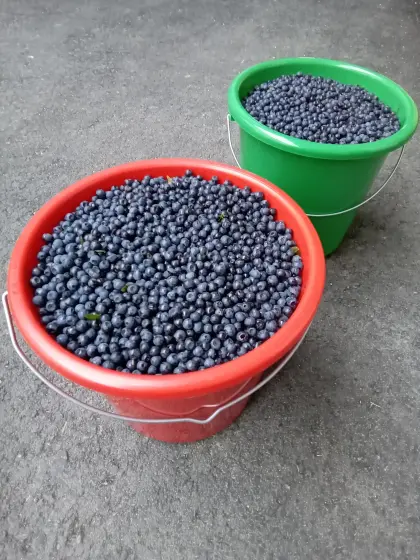 Waldheidelbeeren
