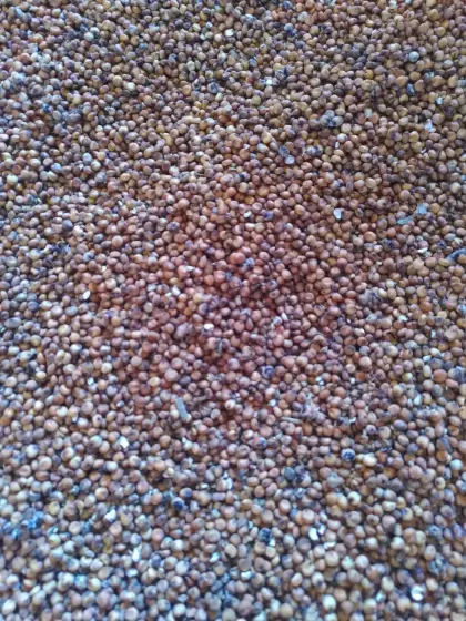 Bio Sorghum Hirse Futtermittel
