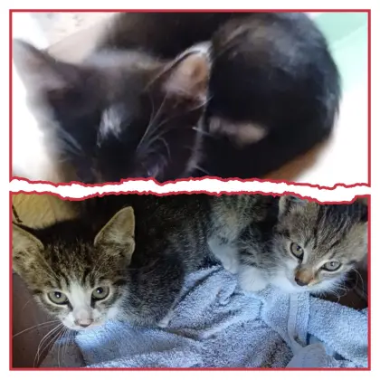 3 Babykatzen abzugeben