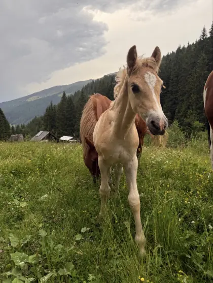 Arobo Haflinger Hengstfohlen