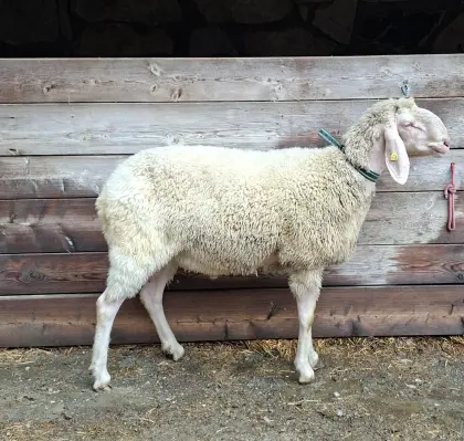 Tiroler Bergschafwidder zu verkaufen