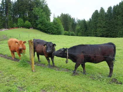 Bio Angus Kalbinnen