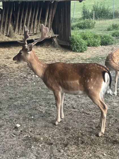 Damhirsch
