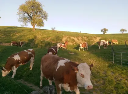 Bio-Kalbinnen