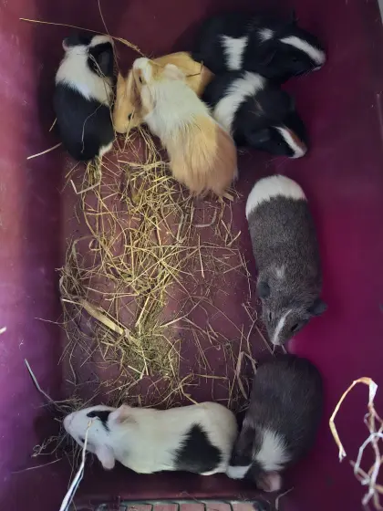 Meerschweinchen