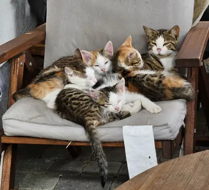Katzenkinder suchen ihr neues liebevolles Zuhause