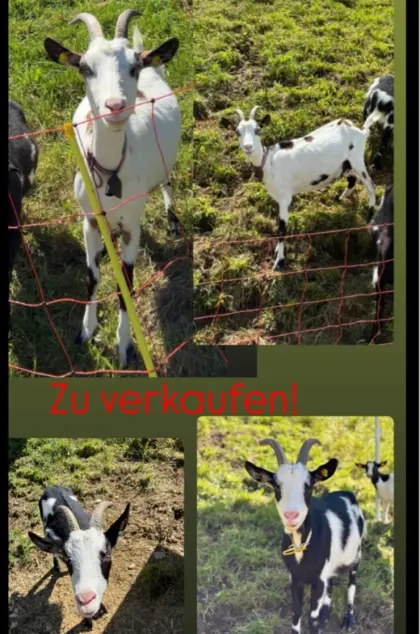 2 Tauernschecken-Ziegen