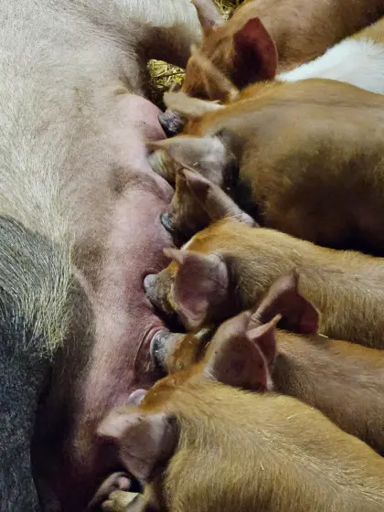 SH-Duroc Ferkel zu verkaufen