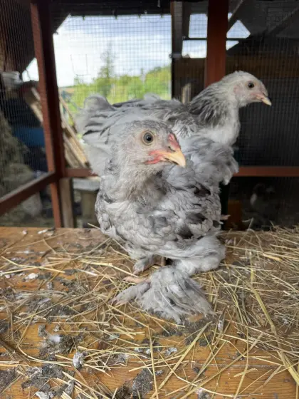 2 Brahmahähne, 9 Wochen